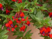 roșu Plantă Țigări Flori de interior fotografie