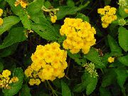 foto gul Indendørs blomster Lantana