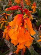 laranja Cape Cowslip Flores internas foto