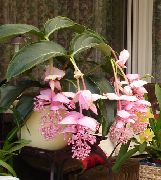 photo pink Indoor flowers Showy Melastome