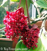 raudonas Efektingas Melastome Vidinis gėlės nuotrauka