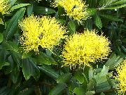 жовтий Метросідерос Домашні квіти фото