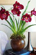 бордовий Мільтонія Домашні квіти фото