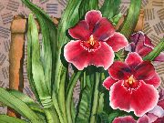 červená Miltonia Izbové kvety fotografie