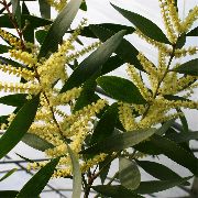    ,  ,   = Acacia longifolia 