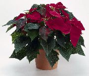 herbaceous plant Poinsettia, Indoor flowers photo