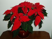 červená Vianočné Hviezda Izbové kvety fotografie