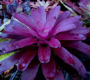 照片 紫 盆花 凤梨
