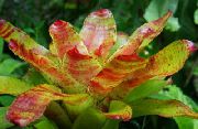 bilde orange Innendørs blomster Bromeliad
