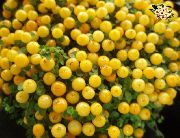 gul Perle Plante Indendørs blomster foto