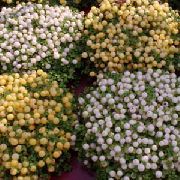 foto wit Pot Bloemen Kraal Planten