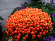 rot Wulst-Anlage Pot Blumen foto