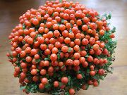 herbaceous plant Bead Plant, Indoor flowers photo