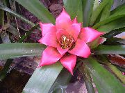 照片 粉红色 盆花 Nidularium