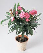  Nerium oleander 