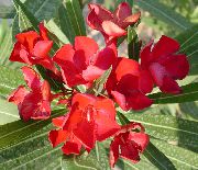 fotografie červená Izbové kvety Rose Bay, Oleander