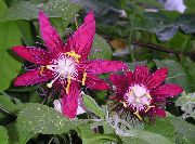 бордовий Пасифлора (Cтрастоцвет, Кавалерском Зірка) Домашні квіти фото