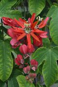 kırmızı Tutku Çiçeği Kapalı çiçek fotoğraf