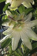 foto blanco  Passiflora