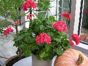 rød Geranium Innendørs blomster bilde