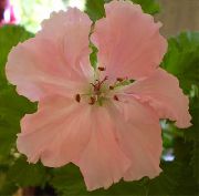 nuotrauka rožinis Vidinis gėlės Pelargonija
