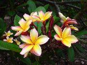 amarillo Plumeria Flores de interior foto
