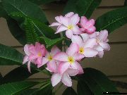 rózsaszín Plumeria Beltéri virágok fénykép