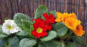 снимка оранжев Стайни цветя Primula, Градинска Иглика С Гладки Листа