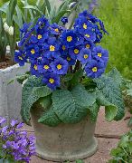 blau Primula Auricula Pot Blumen foto