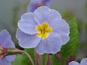 снимка светло синьо Стайни цветя Primula, Градинска Иглика С Гладки Листа