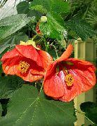 zdjęcie czerwony Kryte kwiaty Abutilon (Klon Pokój)