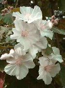 снимка бял Стайни цветя Цъфтежа Клен, Плачеща Клен, Китайски Фенер