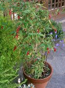 rosa Bloodberry, Rouge Plante, Baby Pepper, Pigeonberry, Coralito Innendørs blomster bilde