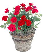 rot Rose Pot Blumen foto
