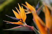 fotografie oranžový  Pták Z Ráje, Jeřáb Květina, Stelitzia