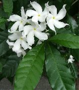 valge Tabernaemontana, Banaan Bush Sise lilled foto