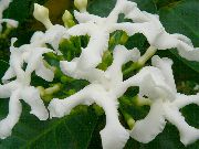 foto bijela Sobne cvijeće Tabernaemontana, Banana Bush