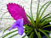 kruidachtige plant Tillandsia, Pot Bloemen foto