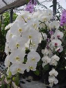снимка Phalaenopsis Стайни цветя
