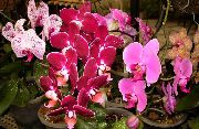 pink Phalaenopsis Indendørs blomster foto