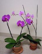     ,  ,  - Phalaenopsis 