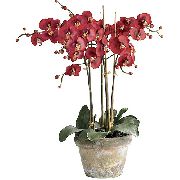vermelho Phalaenopsis Flores internas foto