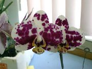 claret Phalaenopsis Pot Bloemen foto