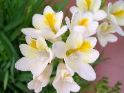 снимка бял Стайни цветя Фрезия