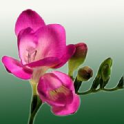 φωτογραφία ροζ εσωτερική Λουλούδια Φρέζια