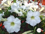 foto bijela Sobne cvijeće Desert Rose