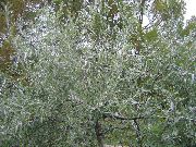 silvery Pendulous willow-leaved pear, Weeping silver pear Plant photo