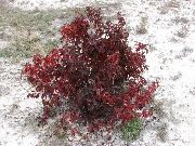 fotoğraf bordo Bitki Kırmızı-Havlamaya Kızılcık, Kızılcık Ortak