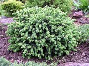 zdjęcie jasnoniebieski Roślina Alberta Świerk, Czarne Wzgórza Świerk, Jodła, Świerk Kanadyjski