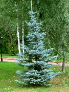 ljusblå Colorado Blue Spruce Växt foto